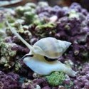 Nassarius (песчаная улитка)