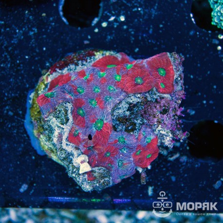 Favites sp. (meteorshower coral)