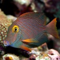 Ctenochaetus Strigosus (хирург-ктенохет желтоглазый)