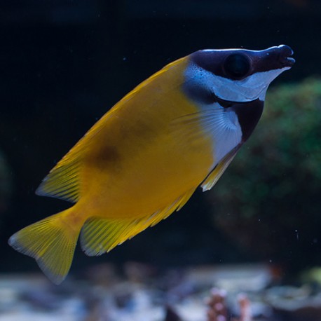 Siganus (Lo) vulpinus - рыба-лиса