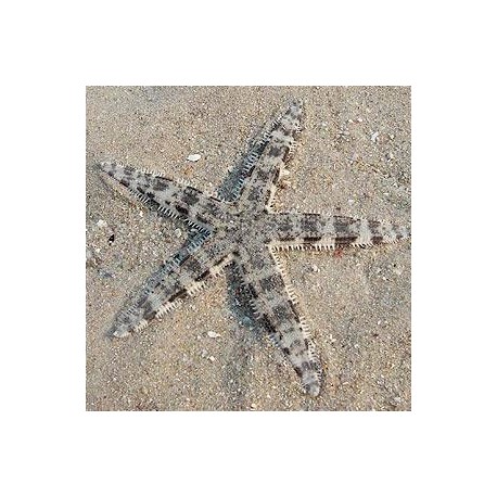 Astropecten polycanthus - звезда-песчанка