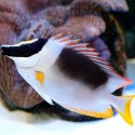 Siganus (Lo) magnifica - рыба-лиса великолепная L