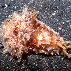 Dolabella auricularia - морской заяц L