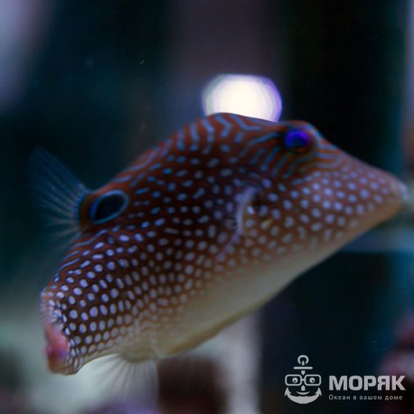 Canthigaster margaritatus (Иглобрюх-тоби голубопятнистый)