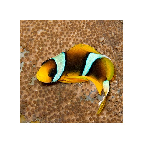 Amphiprion allardi (рыба-клоун Алларда)