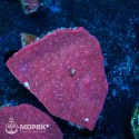 Pavona spp - red Culture