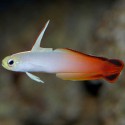 Nemateleotris magnifica - огненная рыба-стрелка