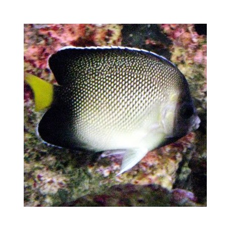 Holocanthus xanthurus (ангел кремовый)