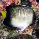 Holocanthus xanthurus (ангел кремовый)