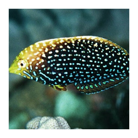 Macropharyngodon cyanoguttatus (макрофарингодон леопардовый)