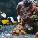 Amphiprion sebae (оранжево-черный клоун)