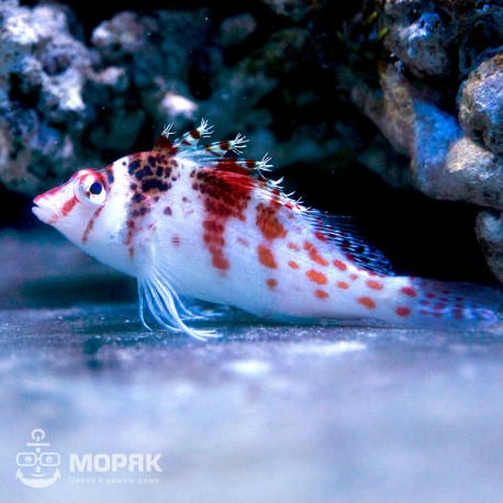 Cirrhitichthys falco (кудрепер сокол)