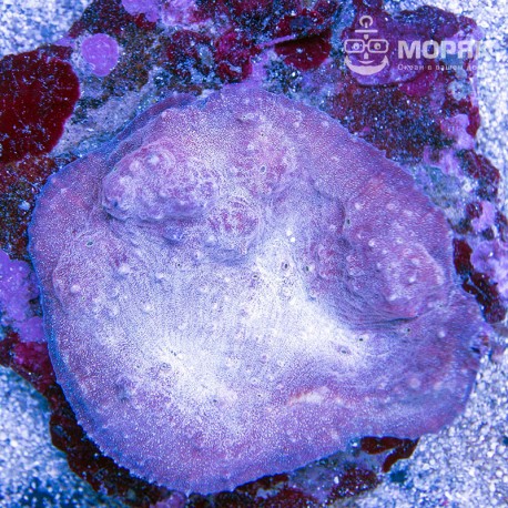 Echinophyllia sp. (чалис светло-сиреневый)