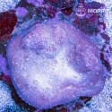 Echinophyllia sp. (чалис светло-сиреневый)