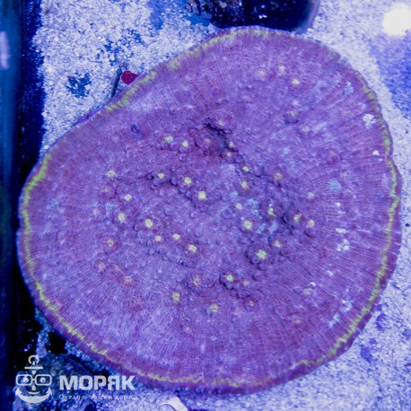 Echinophyllia sp. (чалис сиреневый)
