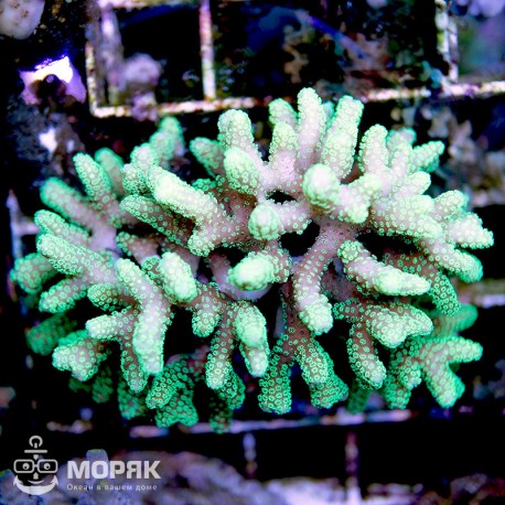 Seriatiopora neon green (Сериатопора)