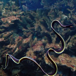 Rhinomuraena quaesita (носатая мурена)