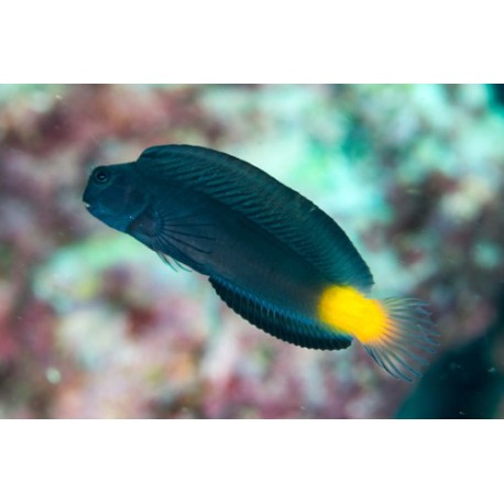 Ecsenius namiyei