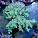 Acropora spp (желтые точки роста)