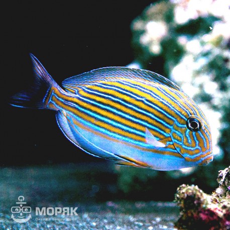 Acanthurus lineatus