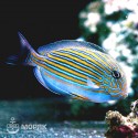 Acanthurus lineatus - полосатый хирург