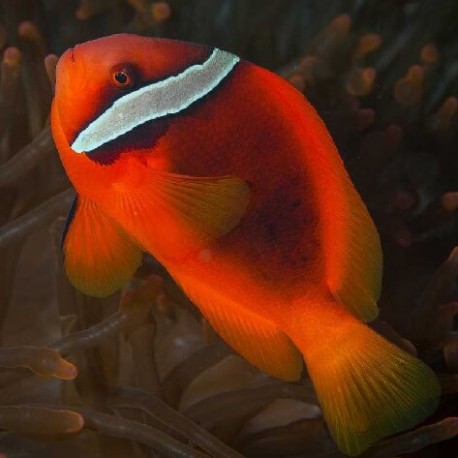 Amphiprion Frenatus (томатный клоун)