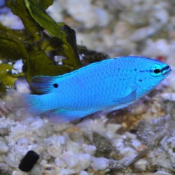 Abudefdul cyaneus (голубая рыба-девушка)
