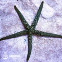 Linckia sp. - green (морская звезда зеленая) XL