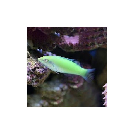 Halichoeres chloropterus (зеленый тамарин)