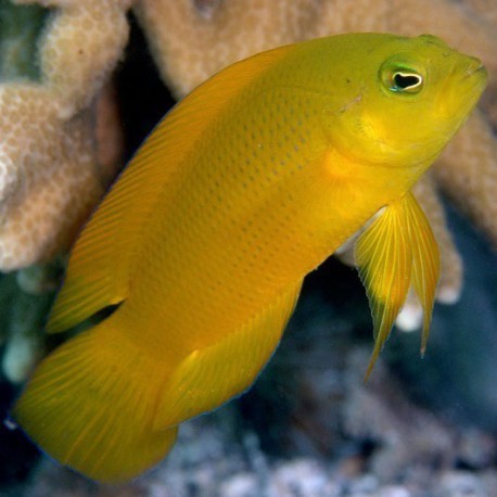 Pseudochromis aureus (псевдохромис золотистый)