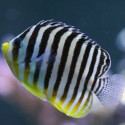 Paracentropyge multifasciata (центропиг многополосый)
