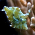 Acreichthys tomentosus (рыба - единорог) ML