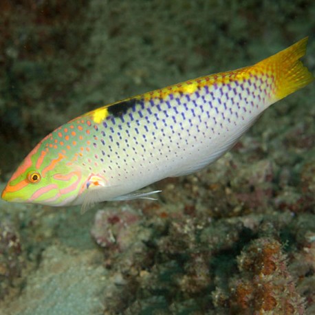 Halichoeres hortulanus (губан шахматный)
