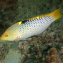 Halichoeres hortulanus (губан шахматный)