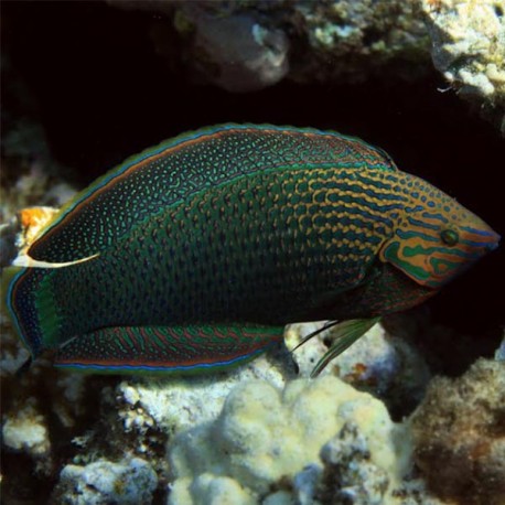 Halichoeres marginatus (тамарин темный)
