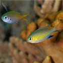 Chromis Vanderbilt (Хромис Вандербильта)