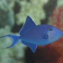 Odonus niger (спинорог синий) L