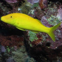 Parupeneus yellow (желтый сом)