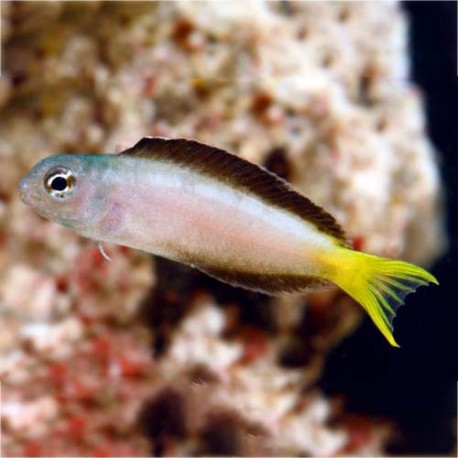 Meiacanthus mossambicus (лирохвостая собачка)