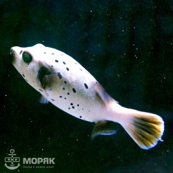 Arothron nigropunctatus (аротрон черноточечный)