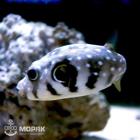 Arothron hispidus (аротрон колючий)