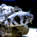 Arothron hispidus (аротрон колючий)