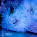 Phymanthus - актиния песчанка (голубая)