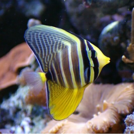Zebrasoma veliferum