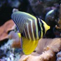 Zebrasoma veliferum - зебрасома парусная