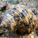 Turbo brunneus (улитка водорослеед)