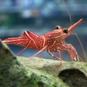 Rhynchocinetes durbanensis (танцующая креветка-верблюд)