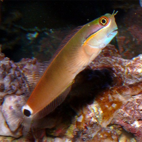 Ecsenius stigmatura (собачка пятнистохвостая)