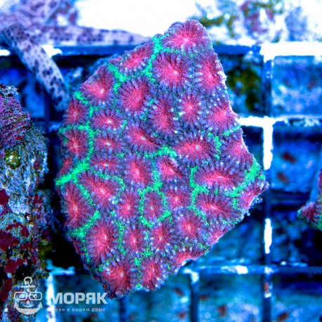 Goniastrea - красный мозговик