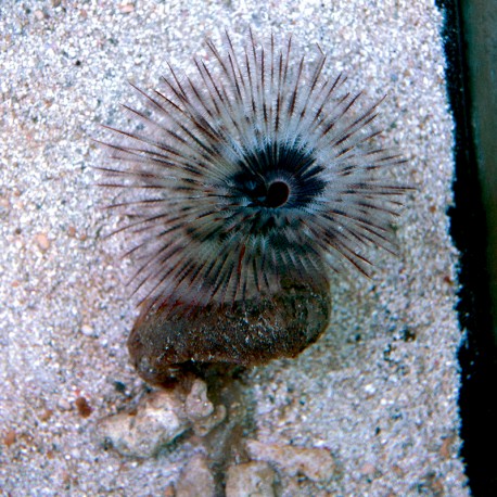 Sabellastarte spectablis (сабеластарта индийская)